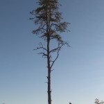 Lone Tree Lone Tree